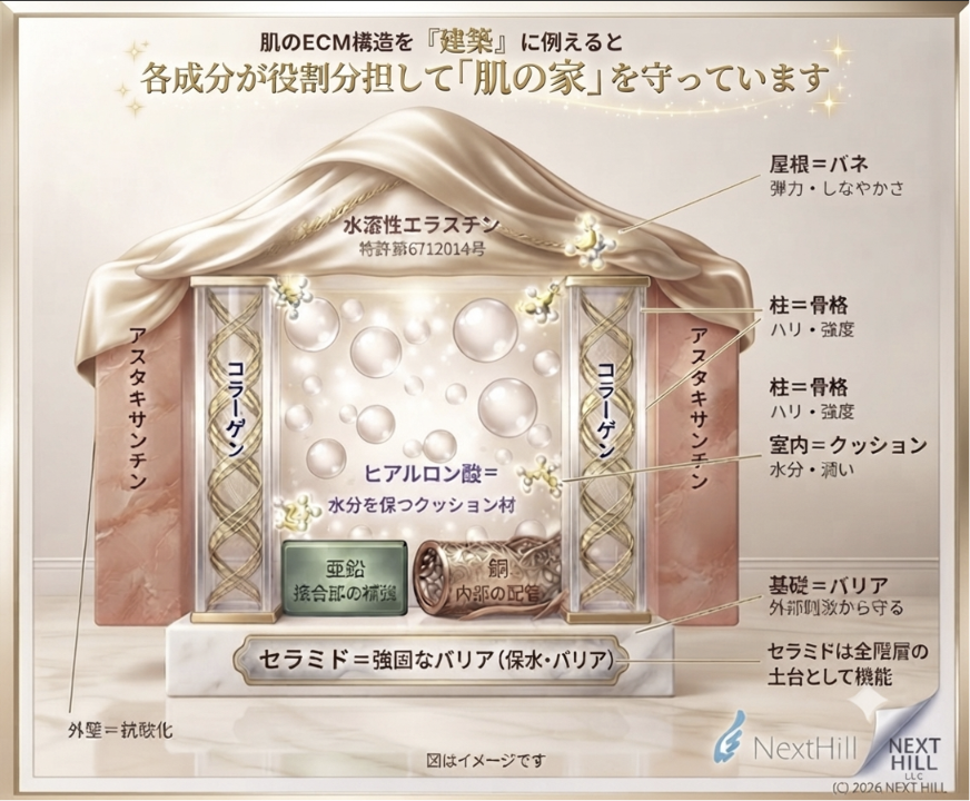 肌のECM構造を建築に例えると、各成分が役割分担して肌の家を守っています